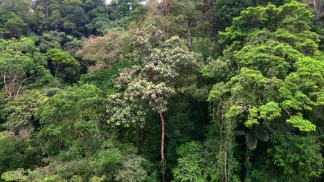 panning view of two large tropical forest trees, amazon rainforest background