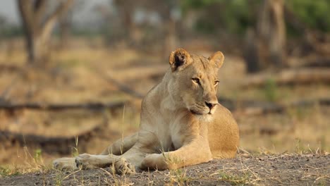 toma amplia de una leona enfocándose y escuchando mientras se pone en la luz dorada de la mañana, khwai, botswana