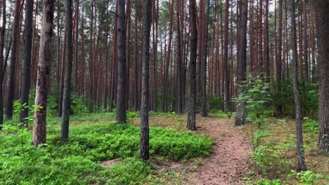 shot of the forest path way in dense green calm forest during the daytime