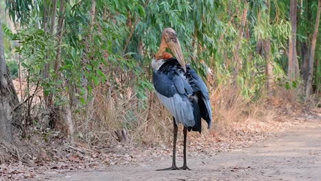 A-wild-standing-Great-Adjustant-displaying-a-maladaptive-behavioural-disorder-by-feather-plucking-at-a-tropical-grassland-in-Buriram,-Isan,-Thailand