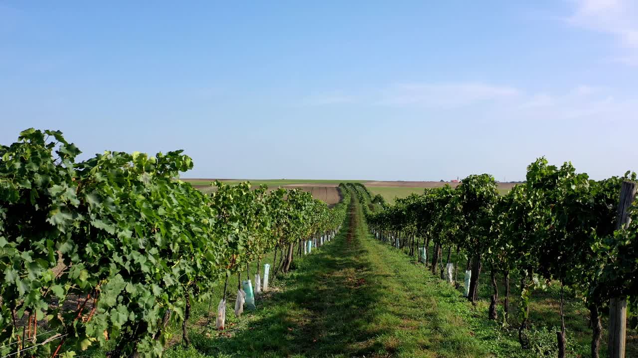 Wide shot showing growing vineyards during beautiful sunny day with blue sky in Lower Austria