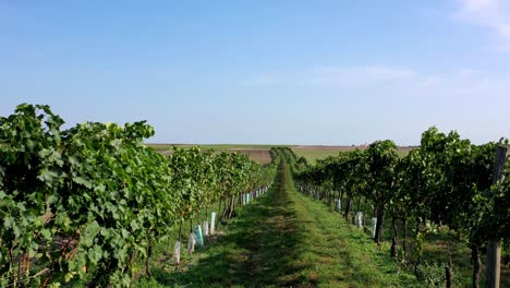 Wide-shot-showing-growing-vineyards-during-beautiful-sunny-day-with-blue-sky-in-Lower-Austria