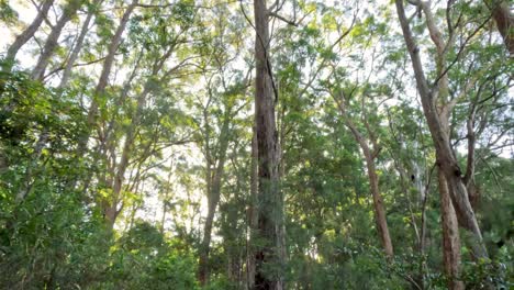 sunlight filtering through dense forest canopy