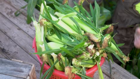 closeup of farmer dumping corn from his bin into a basket on a trailer