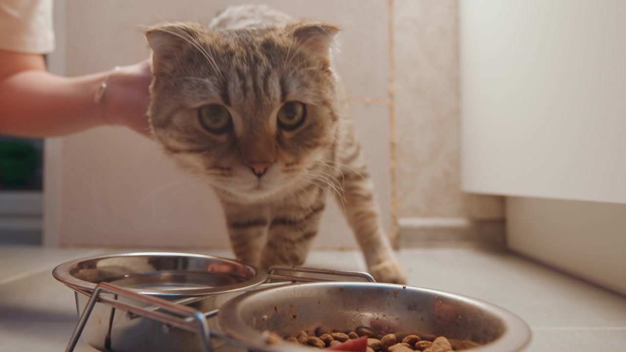 Eine zufriedene Katze beendet ihre Mahlzeit friedlich und schlendert ruhig davon. Eine gesättigte Hauskatze bewegt sich über den gefliesten Küchenboden.