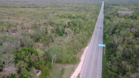 gran carretera rodeada por una selva imponente con árboles grandes y verdes