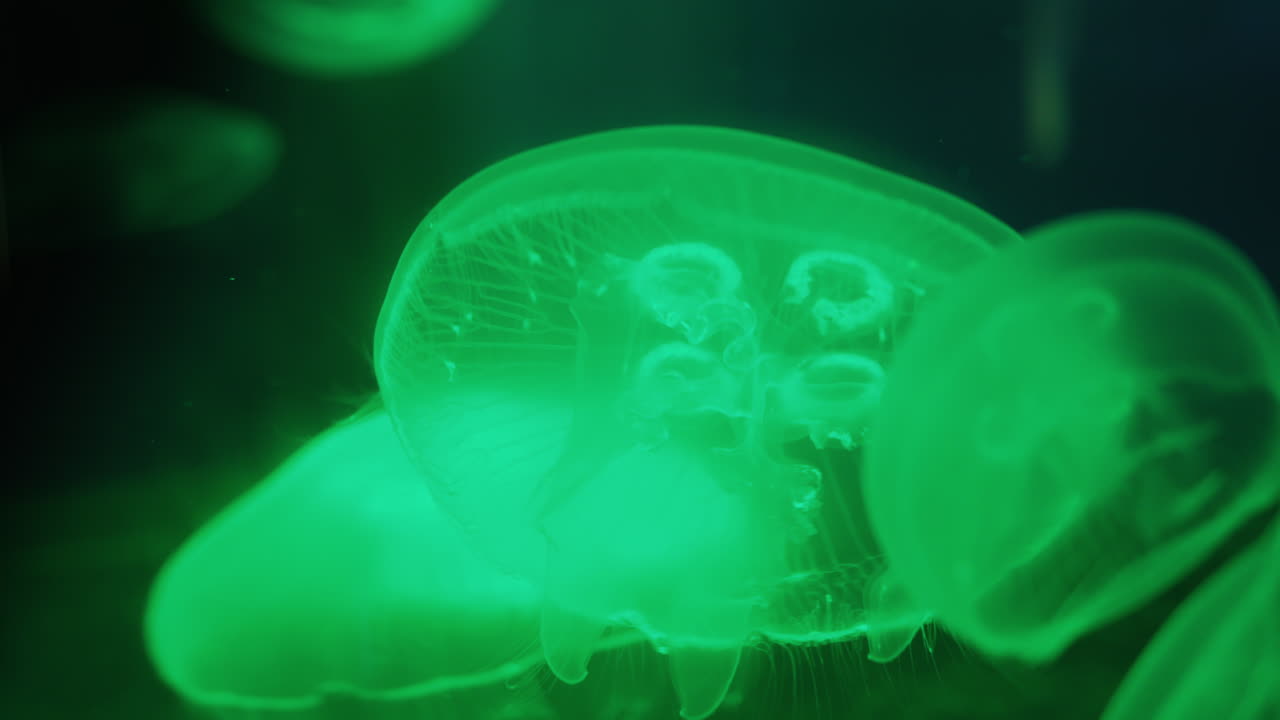medusas iluminadas por luz verde