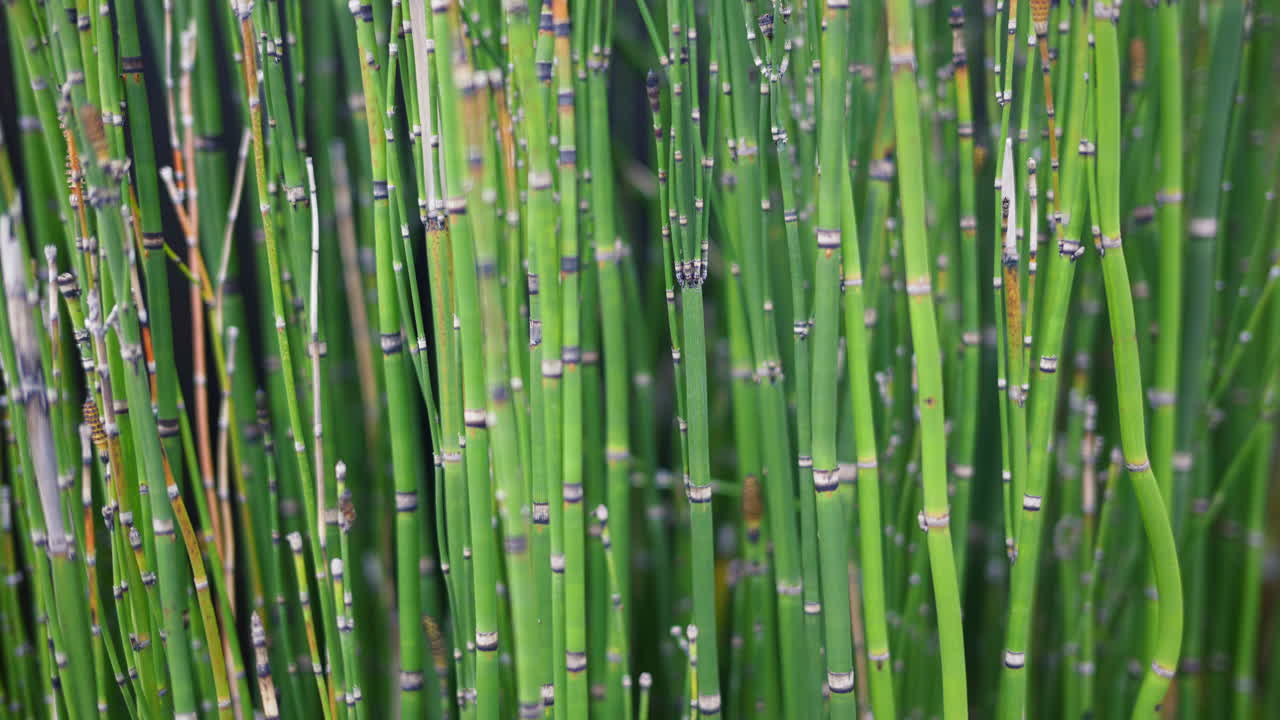 Multiple green bamboo trees at the Arashiyama Bamboo Forest in Kyoto, Japan