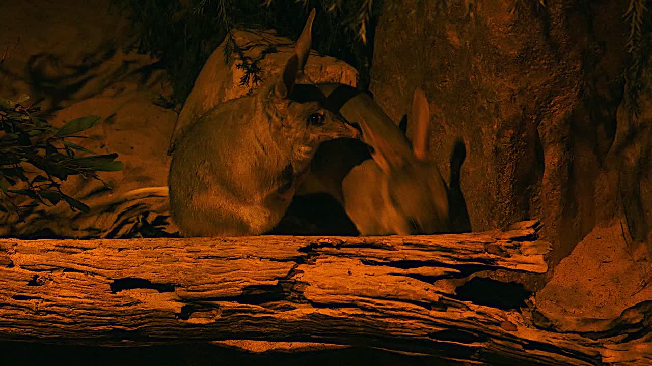 una zarigüeya de cola de cepillo se alimenta de noche en la selva australiana