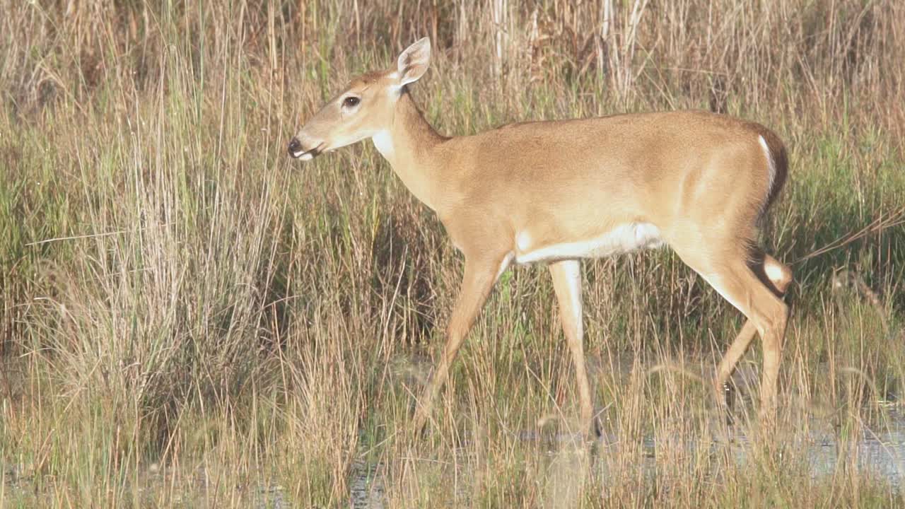 majestuoso venado de cola blanca caminando a lo largo del agua y cañas de aserrín en cámara lenta