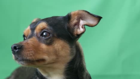 curious mixed breed dog