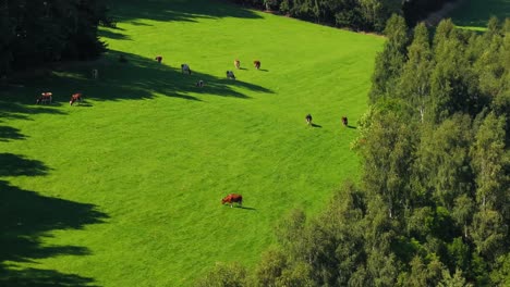 Unsere-Sammlung-Von-Stockvideos-Aus-Natur,-Wald-Und-Grün-Ist-Der-Perfekte-Weg,-Die-Schönheit-Und-Ruhe-Der-Natur-Zu-Vermitteln