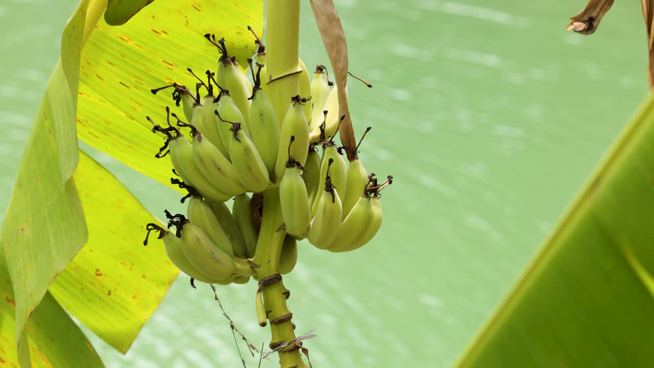 푸른 배경 에 울창 한 잎 을 가진 나무 에 자라는 초록색 바나나 의 클로즈업