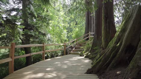 puente de madera en el bosque