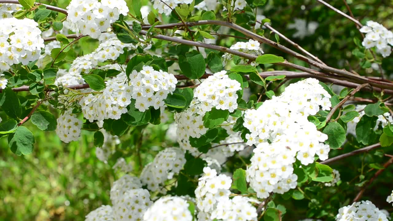 Bush in the spring. Spirea alpine spring flower - white flowering shrub