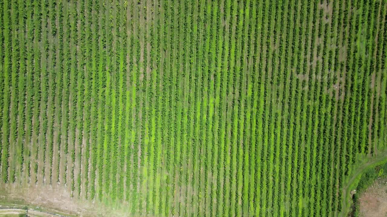 Aerial View of a Green Cornfield in Rural Portugal on a Sunny Day