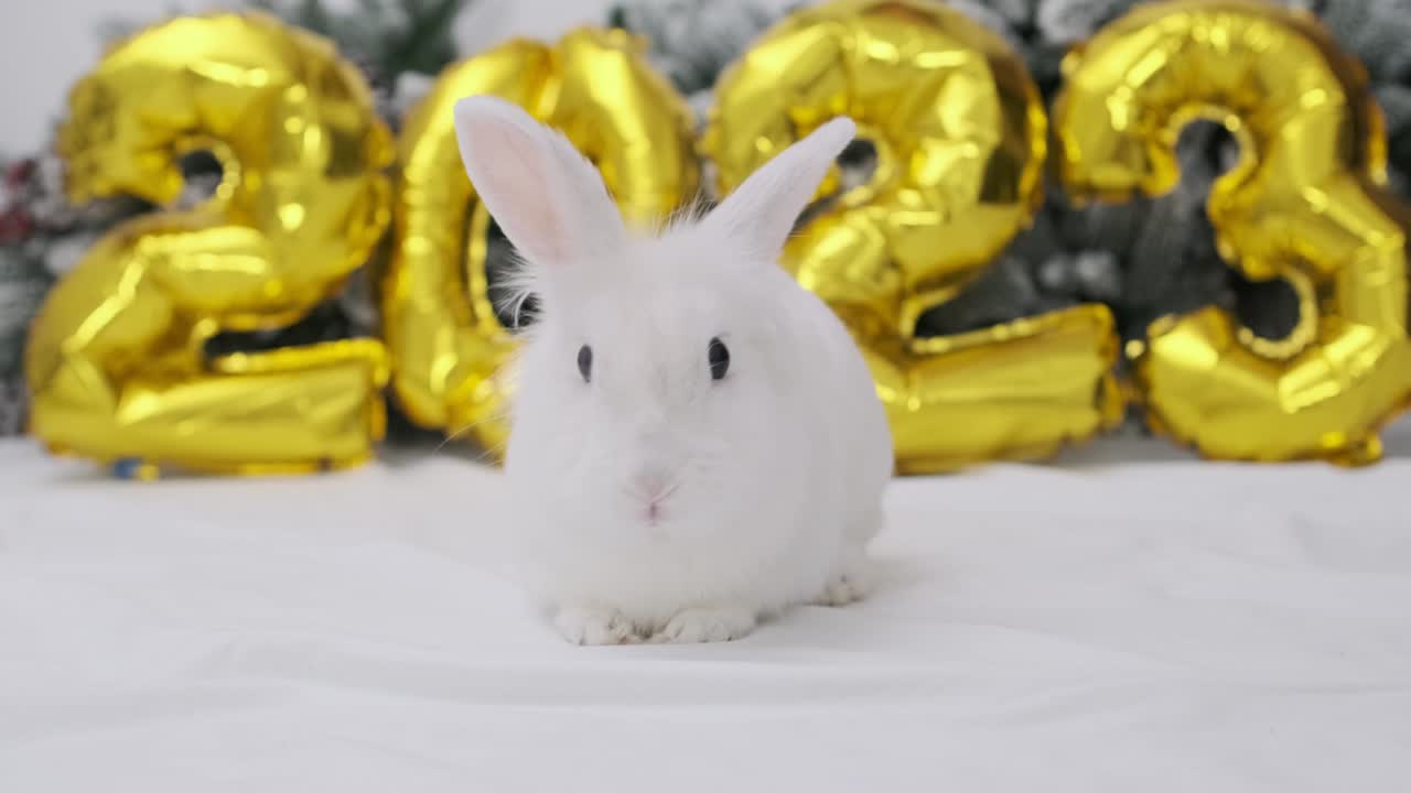 2023년의 상징은 크리스마스를 배경으로 한 토끼입니다.