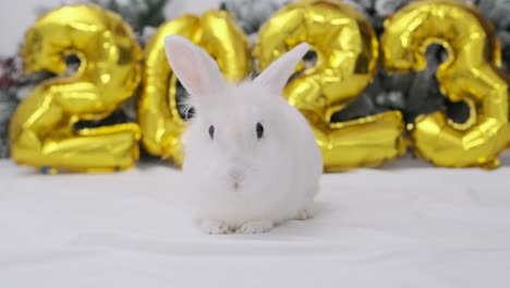 el símbolo del año 2023 es el conejo en el fondo de la navidad.
