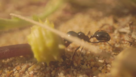 Close-up-footage-of-ants