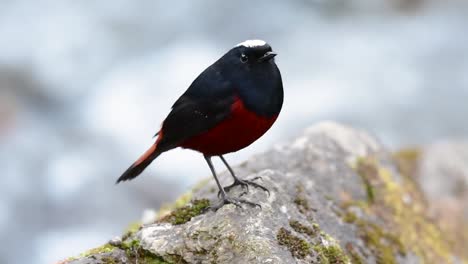 The-White-capped-Redstart-is-known-for-its-white-lovely-crown,-dark-blue-blackish-wings-and-brown-under-feathers-and-its-tail-starts-with-red