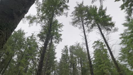 Tall-pine-trees-in-English-woodland,-pan-view,-slow-motion,-Lancashire,-UK,-Sony-FX30