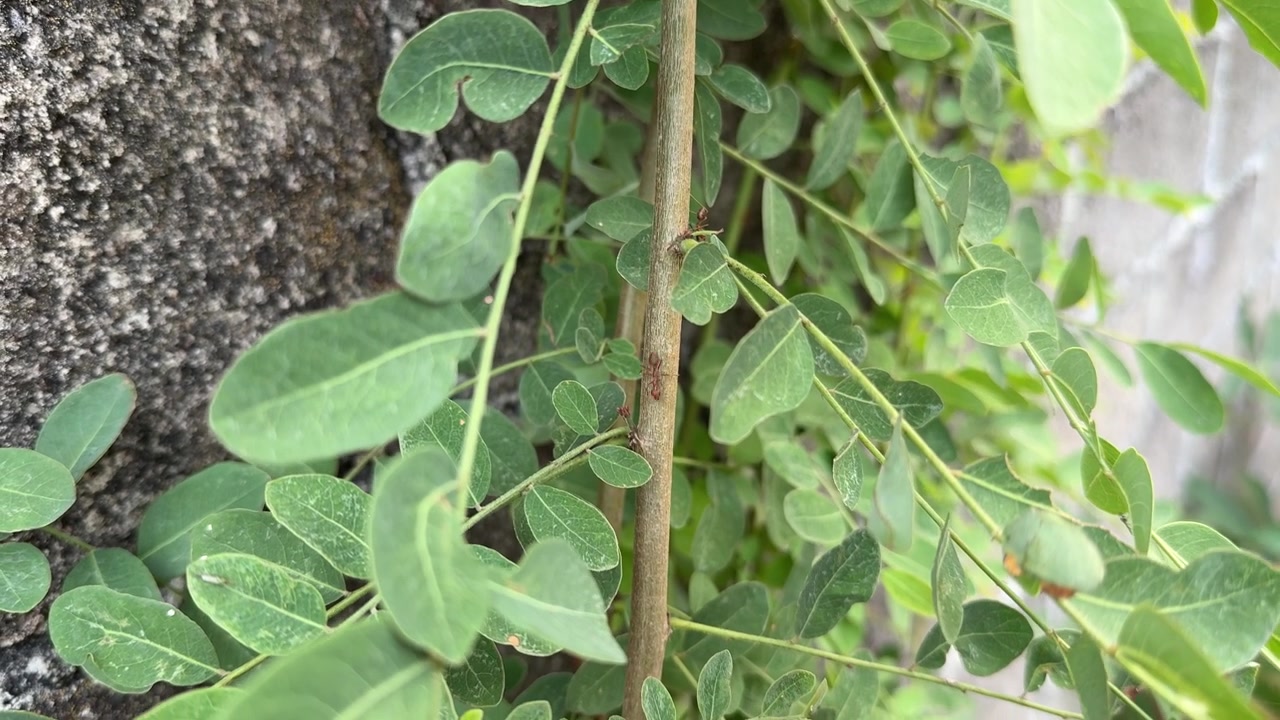 Piccole formiche rosse che strisciano su un fusto di pianta verde