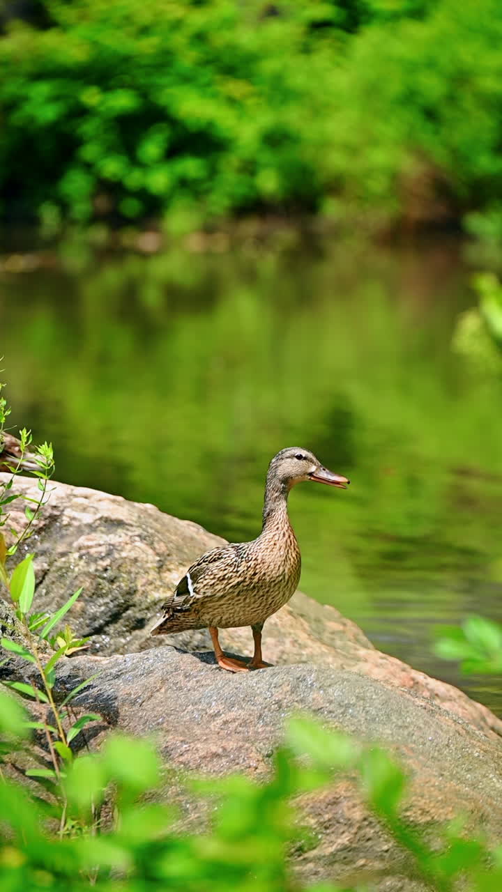 Un'anatra in riva all'acqua a Central Park. Un'anatra si erge su una roccia vicino a uno specchio d'acqua sereno a Central Park, circondata da una vegetazione lussureggiante durante una giornata di sole.