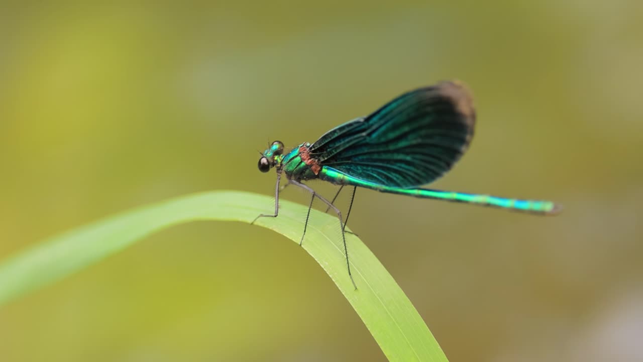 la hermosa demoiselle (calopteryx virgo) es una damselfly europea perteneciente a la familia calopterygidae. a menudo se encuentra a lo largo de aguas de flujo rápido donde está más en casa.