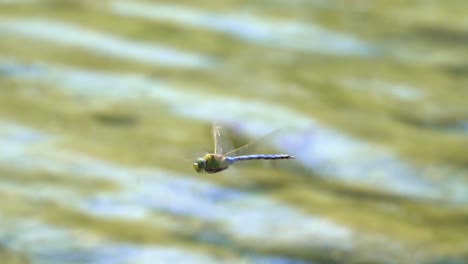 tracking shot of flying dragonfly above natural lake in nature during sunny day