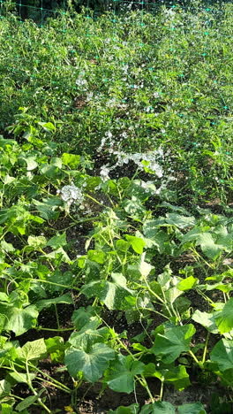 watering cucumber plants in a garden