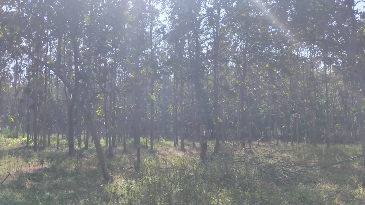 Serene view of sunlit forest filled with tall trees, captured in motion during travel, golden sunlight through dense foliage, picturesque ambiance.