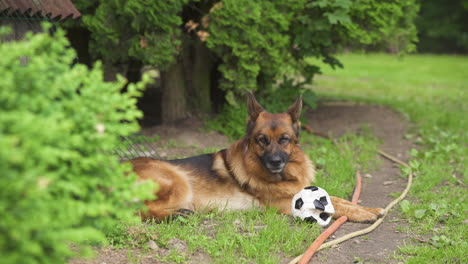 alsatian rests in garden with toy football, medium shot