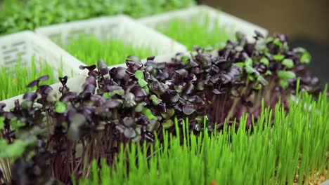 microgreens growing in trays