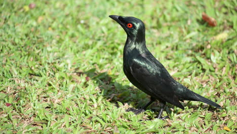 close-up of asian glossy starling adult bird flying up from cropped green grass lawn