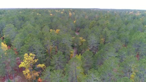 vehicles-driving-through-the-forest