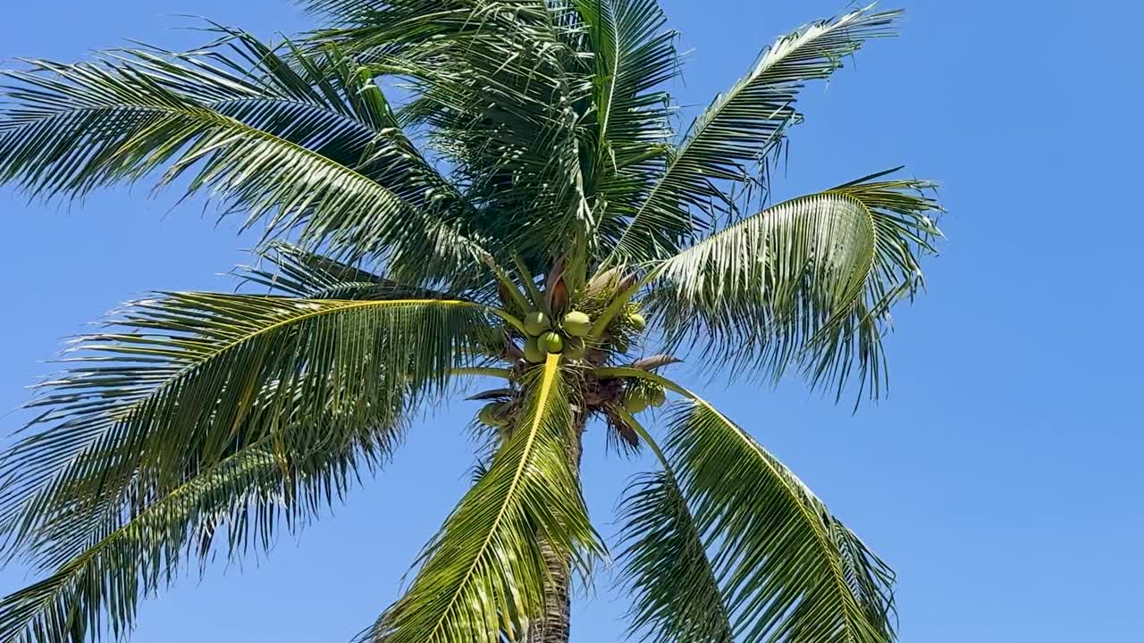 Lush green palm leaves and coconuts sway gently against a clear bright blue tropical sky