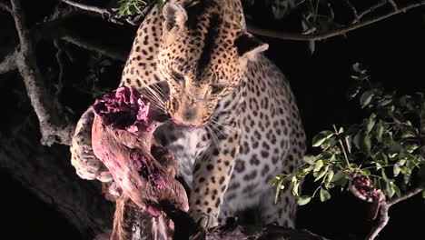 leopardo alimentándose por la noche en la naturaleza