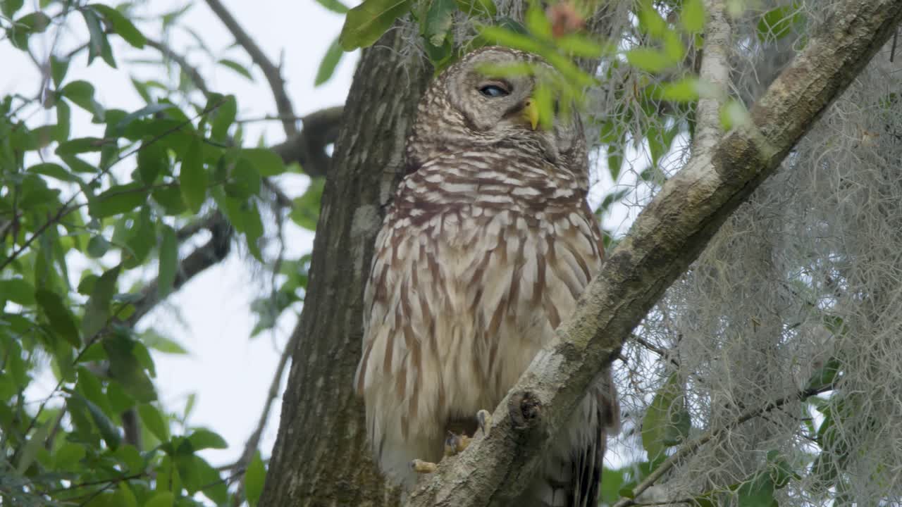 Barred Owl Perched and Resting in a Tree