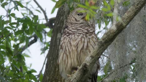 barred owl perched and resting in a tree