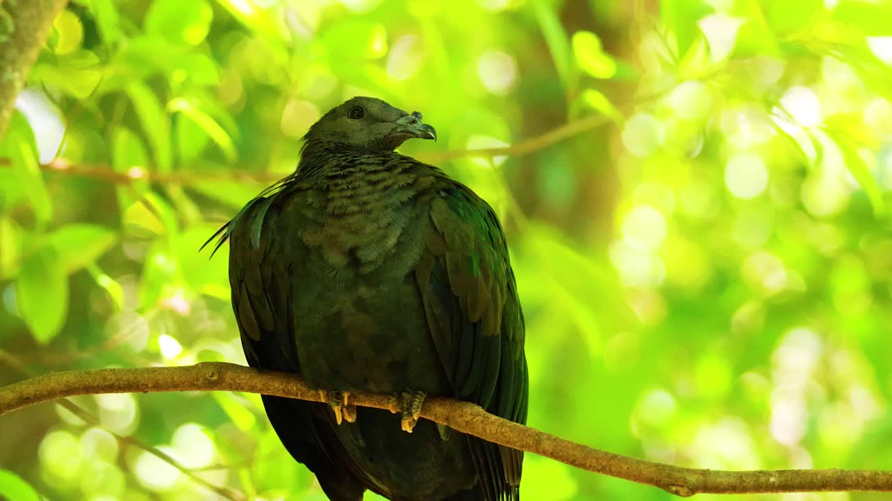 나무 가지 에 앉아 있는 니코바르 비둘기