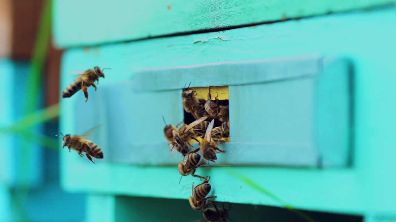 Slow motion of honey bees flying around beehive. An apiary in the summer.
