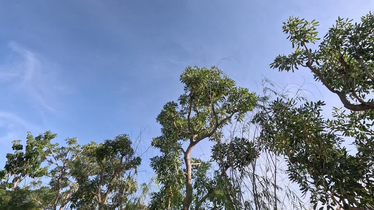 푸른 하늘 을 배경 으로 나무 들 의 위쪽 풍경