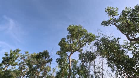vista hacia arriba de los árboles contra un cielo azul
