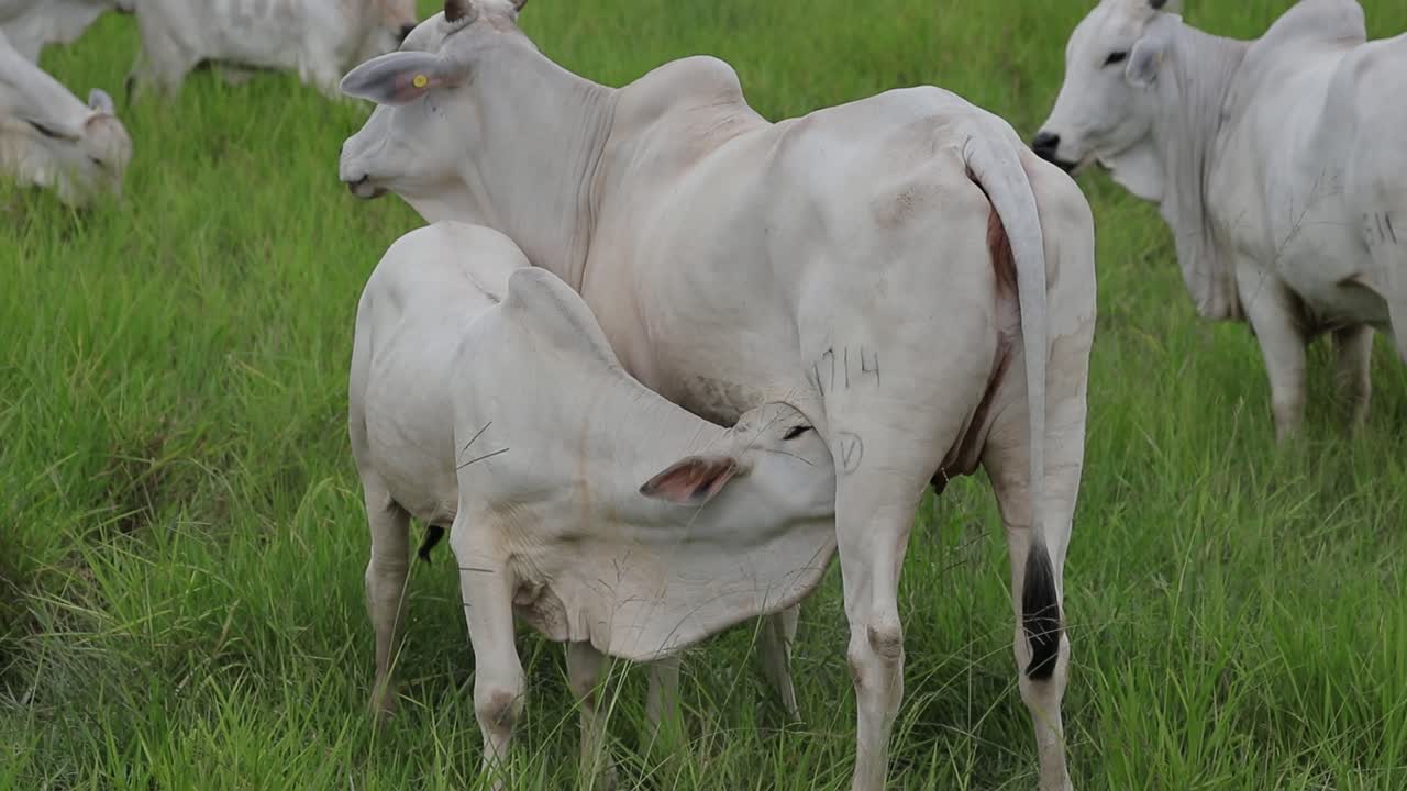 Young domestic white Nelore cow drinking milk from mother's udder