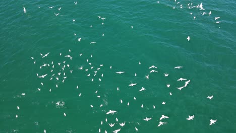 bird's eye view of the white seabirds at seascape of palm beach in queensland, australia