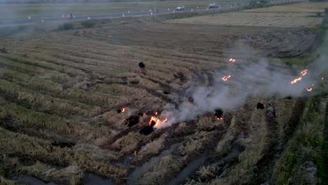 burning rice paddy fields