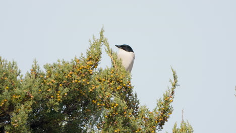 Azure-winged-magpie-perched-on-top-of-bush-surveys-surroundings