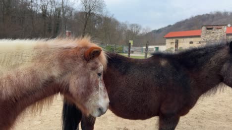 portraits of two beautiful ponies together looking at camera