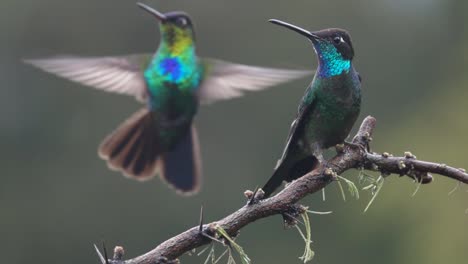 beautiful slow motion close up of magnificent hummingbirds in a rainstorm 1