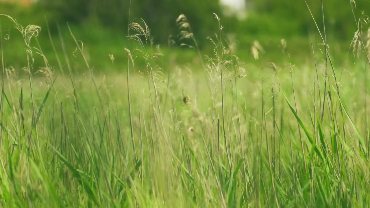 Primo piano con teleobiettivo di erba alta e verde e delicate spighe che si muovono dolcemente nel vento, creando uno sfondo naturale e morbido in un prato estivo illuminato dal sole